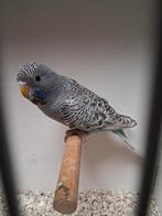 Blackface Melanistic grasparkiet man