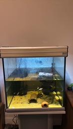 Compleet aquarium met vissen, Ophalen, Zo goed als nieuw, Gevuld zoetwateraquarium