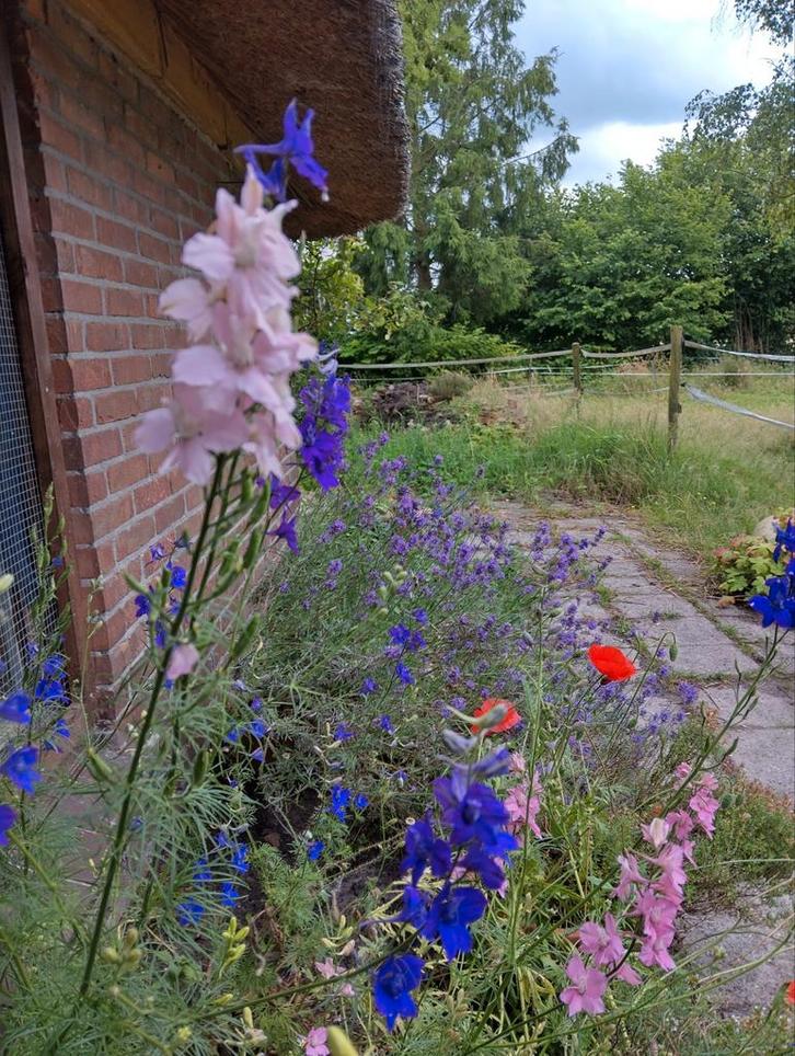 Consolida ridderspoor zaden uit biologische tuin, Tuin en Terras, Bloembollen en Zaden, Volle zon, Ophalen of Verzenden