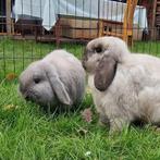 Hangoorkonijntjes, gekoppelde koppeltjes, Dieren en Toebehoren, Konijnen, Meerdere dieren, Klein, Hangoor, 0 tot 2 jaar