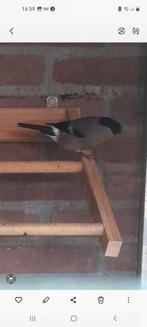 Goudvink popje 2025, Dieren en Toebehoren, Vrouwelijk, Wildzangvogel