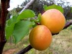 Abrikozenboom Prunus armeniaca 'Tros Oranje', Lente, Overige soorten, Volle zon, In pot
