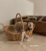 Spuncotton schaapje  kerst kerstversiering opgezet oud frans, Antiek en Kunst, Ophalen of Verzenden