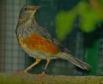 GEZOCHT: Grijskaplijster man, Dieren en Toebehoren, Vogels | Overige Vogels, Mannelijk, Tropenvogel