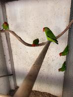 3 koppels Tarantas en 8 mannen, Meerdere dieren, Dwergpapegaai of Agapornis