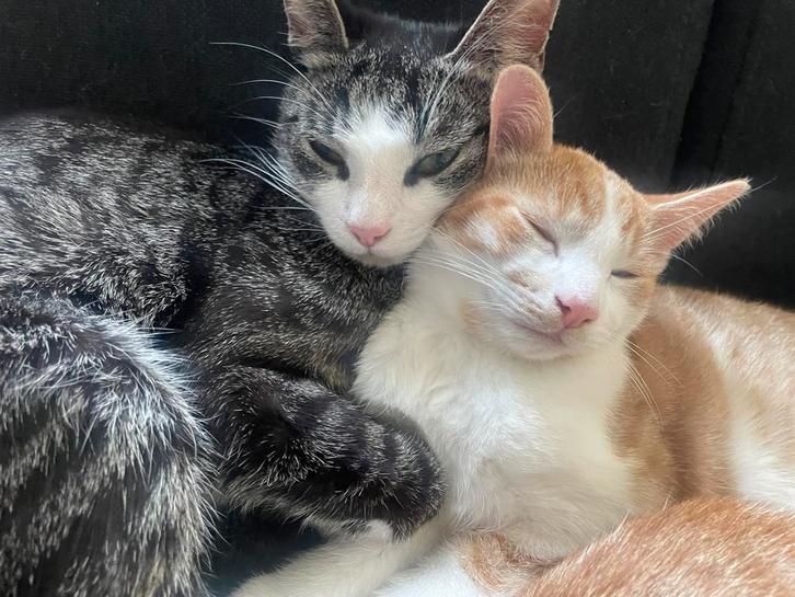 laatste kitten en 1 oudere kat, Dieren en Toebehoren, Katten en Kittens | Raskatten | Korthaar, Kater, 0 tot 2 jaar