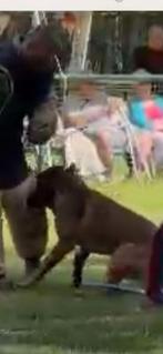 Mechelse herder reu afgerichte nvbk C 3 politiehond & bewaki, Rabiës (hondsdolheid), Reu, Meerdere, 3 tot 5 jaar