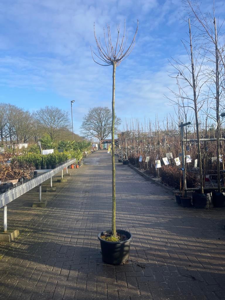 Catalpa Nana Bolboom - Bolcatalpa, Tuin en Terras, 100 tot 250 cm, Zomer, Ophalen, Volle zon