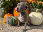 Franse bulldog pups met stamboom, Dieren en Toebehoren, Honden | Bulldogs, Pinschers en Molossers, CDV (hondenziekte), 8 tot 15 weken