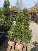 Portugese laurier 125/150 €29,95 pst mooi groen blijvend, Tuin en Terras, Planten | Bomen, In pot, Ophalen of Verzenden, 100 tot 250 cm