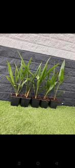 Palmen winterhard 2 per potje 35/40 cmhoog 2 euro per potje, Tuin en Terras, Planten | Tuinplanten, Ophalen of Verzenden, Zomer