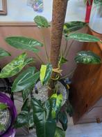 Philodendron Burle Marx, Ophalen, Overige soorten, Halfschaduw, In pot