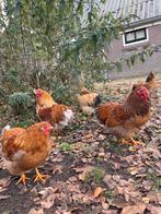 Wyandotte hanen, Dieren en Toebehoren, Pluimvee, Mannelijk, Kip