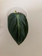 Philodendron Melanochrysum Kneusje Stekje, Huis en Inrichting, Overige soorten, Minder dan 100 cm, Ophalen of Verzenden, Halfschaduw