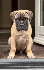 VERWACHT! Bullmastiff pups met stamboom, Dieren en Toebehoren, Parvo, 8 tot 15 weken, Bulldog, Meerdere