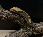 Wimpergekko inclusief terrarium, Dieren en Toebehoren, Reptielen en Amfibieën, Hagedis