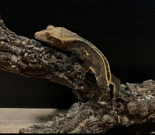 Wimpergekko man, Dieren en Toebehoren, Reptielen en Amfibieën, Hagedis, 7 tot 10 jaar, Met terrarium