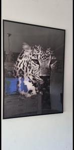 Schilderijen met tijger., Ophalen