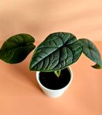 Alocasia Melo - Babyplant, Ophalen of Verzenden, Overige soorten, Minder dan 100 cm