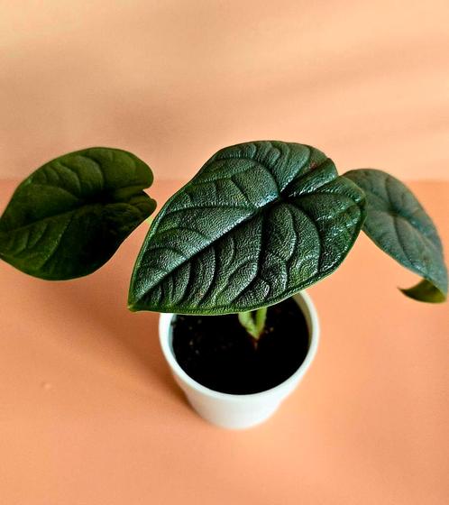 Alocasia Melo - Babyplant, Huis en Inrichting, Kamerplanten, Overige soorten, Minder dan 100 cm, Ophalen of Verzenden
