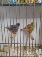 Fyfe fancy, Dieren en Toebehoren, Meerdere dieren, Kleurkanarie