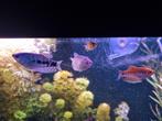 Marmer / Platinum / Goud Goerami paar maanden oud, Dieren en Toebehoren, Vissen | Aquariumvissen, Vis