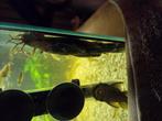 2 grote mannelijke algeneters zoeken een nieuw verblijf., Dieren en Toebehoren, Vis