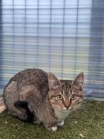 Kittens zoeken goed huisje, Dieren en Toebehoren, Katten en Kittens | Raskatten | Korthaar, Meerdere dieren, 0 tot 2 jaar