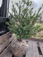 Schijnhulst-ilex crenata convexa-buxus vervanger, Tuin en Terras, Planten | Bomen, Ophalen