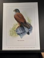 Torenvalk - Buzin - prent kunst afmeting 18 x 24 cm, Verzamelen, Verzenden, 1980 tot heden, Zo goed als nieuw, Dier