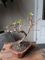 Bougainvillea bonsai, Tuin en Terras, Planten | Bomen, Bloeit niet, Halfschaduw, Minder dan 100 cm, Overige soorten