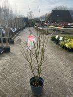 Acer palmatum 'Jerre Schwartz' struikvorm, Tuin en Terras, Planten | Struiken en Hagen, Ophalen, Esdoorn, Struik, 100 tot 250 cm