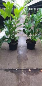 Laurier, Prunus Novita 40-120 cm, haagplant, potgekweekt, Ophalen of Verzenden, Laurier, Haag, Minder dan 100 cm