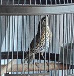 Zanglijster pop 2025, Dieren en Toebehoren, Vogels | Overige Vogels, Vrouwelijk