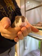 Syrische hamsters super lief en super tam., Dieren en Toebehoren, Knaagdieren, Hamster, Meerdere dieren, Tam, September
