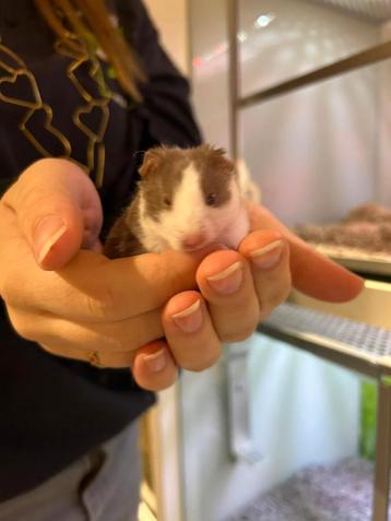 Syrische hamsters super lief en super tam.  beschikbaar voor biedingen