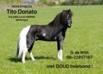 Falabella dekhengst, Hengst