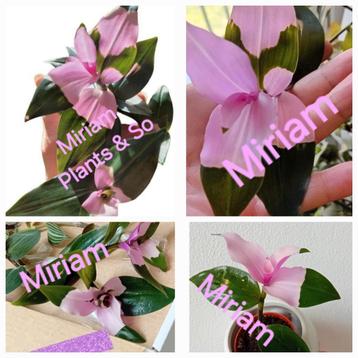Tradescantia Blushing Bride  beschikbaar voor biedingen