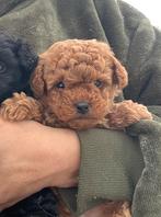 Toypoedel pup, Poedel, Parvo, Reu, 8 tot 15 weken