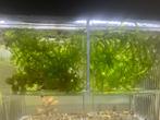 Waterpest (Egeria densa) – Snelgroeiende Aquariumplant, Ophalen, Nieuw, Plant(en), Steen of Hout
