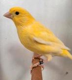 Kanarie geel 2025, Dieren en Toebehoren, Vogels | Kanaries, Mannelijk, Kleurkanarie