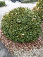 Gratis struik, Ophalen, Overige soorten, Minder dan 100 cm