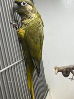 Koppel pyrrhura frontalis groen/grijsgroen, Dieren en Toebehoren, Vogels | Parkieten en Papegaaien, Meerdere dieren, Parkiet, Geringd