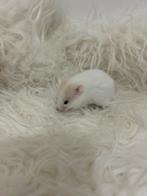 Te koop Syrische hamsters / goudhamster, Meerdere dieren, Hamster, Na 1 juli 2024, Tam