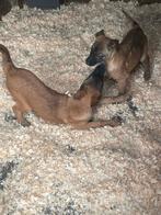 mechelse herder pups van zeer goede afkomst top bloedlijn, Dieren en Toebehoren, Honden | Herdershonden en Veedrijvers, Rabiës (hondsdolheid)