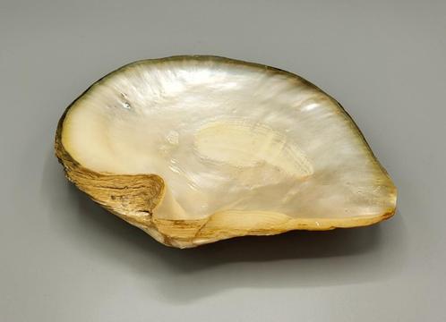 Een Grote Decoratieve Schelp Met Parelmoer in Reliëf, Verzamelen, Mineralen en Fossielen, Schelp(en), Verzenden