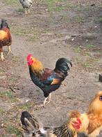 Hanen tekoop, Dieren en Toebehoren, Pluimvee, Mannelijk, Kip