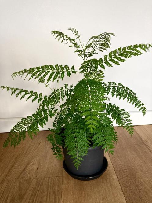 Jacaranda, Tuin en Terras, Planten | Bomen, Overige soorten, Volle zon, Zomer, In pot, Ophalen