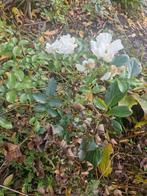 Witte rozen - zelf uitgraven - gratis!, Overige soorten, Volle zon, Vaste plant, Ophalen of Verzenden