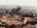 Vuurbuikpadjes (bombina orientalis), Amfibie, 0 tot 2 jaar